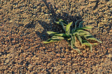 A small green plant growing in sandy soil, its delicate leaves reaching upward as it thrives in a rugged environment	
