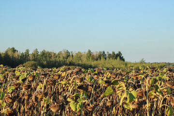 A wide field with rows of plants, possibly sunflowers, stretching toward a distant tree line, capturing the open, agricultural landscap	
