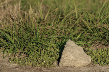 A patch of grass with a small rock resting on the ground, set against a natural backdrop. The uneven texture and earthy tones highlight simplicity in nature	

