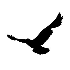 Silhouette of a flying bird. Bird in motion isolated on white background. Black and white outline of a bird soaring in the sky