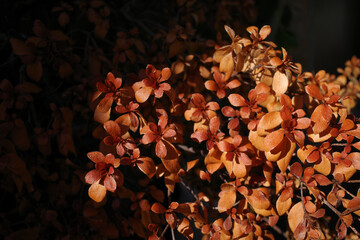 Fall Japanese Barberry (Berberis thunbergii) against sunlight, a deciduous shrub native to Japan and Eastern Asia 