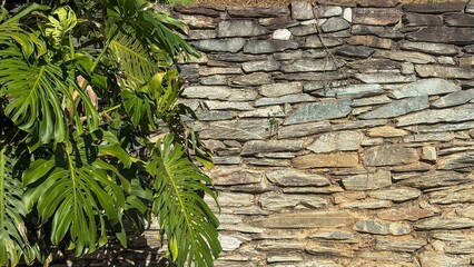 Green leaves against a stone wall