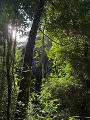 Sunlight in the Green Forest