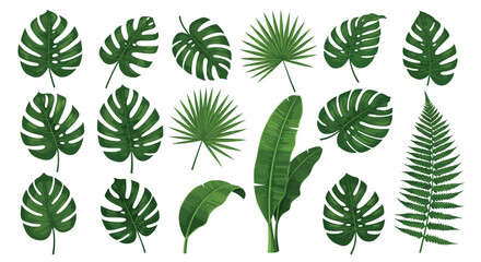 Variety of green tropical leaves: monstera, palm, fern, banana in detailed illustrations