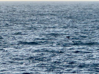 Fototapeta premium Dynamic, choppy ocean waters churn under a cloudy sky in La Jolla, California, reflecting a lively and restless coastal mood.