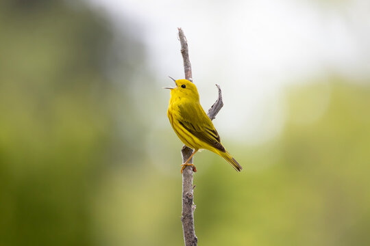 Male yellow warbler Setophaga petechia singing while perched on a branch side view