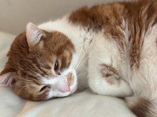 An adorable close-up captures the peaceful face of a sleepy orange tabby cat, showcasing its soft fur and relaxed expression.