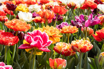 Blooming tulips field in Holland, springtime - beautiful floral green background