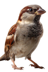 Fototapeta premium Sparrow Portrait: A close-up portrait of a charming sparrow showcases its detailed plumage, capturing a moment of quiet observation. 