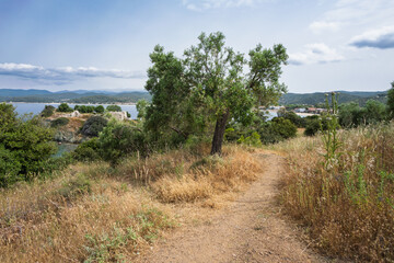 Lush coastal path with olive trees overlooking serene waters in a tranquil natural setting near Toroni on Sithonia peninsula, Greece