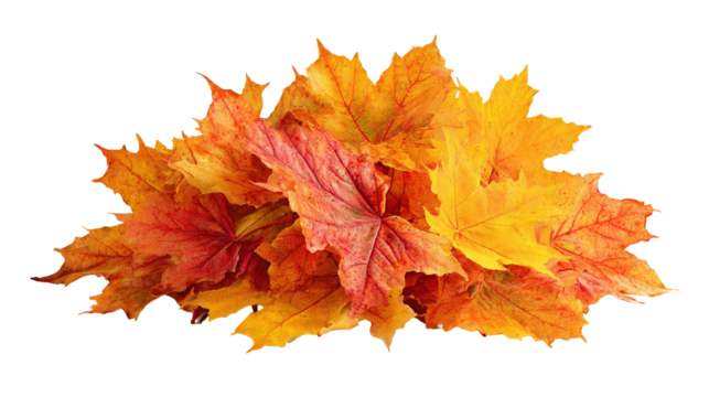 Vibrant orange and red maple leaves forming a beautiful autumnal arrangement on a transparent background, perfect for seasonal designs and projects