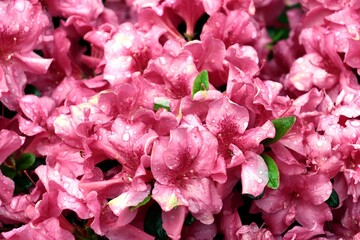 pink flowers of rhododendron bush at spring close up