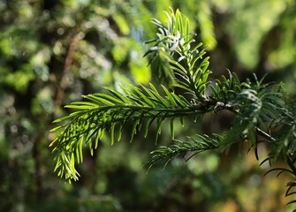 Naklejka premium twigs of spruce coniferous tree close up