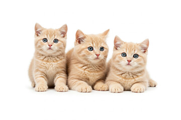 Obraz premium three ginger kittens crouching white background, three orange tabby kitten is crouching white background, three kitten are sitting white background, light orange kitten, light orange kitten white BG