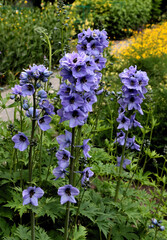 Obraz premium blue flowers of Delphinium x Cultorum plant - Ranunculaceae Family