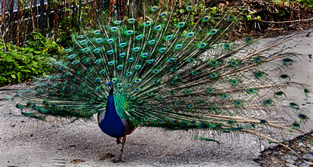 Peacock on the walk. Latin name - Pavo cristatus