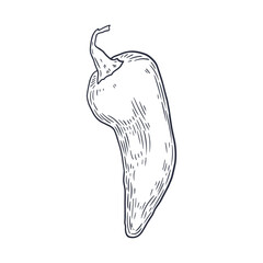 Vintage-style black and white engraving illustration of chili pepper. Detailed hand-drawn vector ideal for food packaging, spice labels, cookbooks, farm market branding, and culinary design.