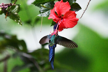 Hummingbird feeding on flower nectar