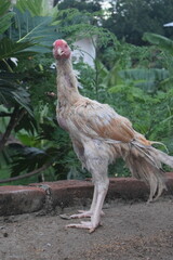 A tall, light-feathered chicken with a prominent red head stands confidently on a brick wall, framed by lush green foliage.