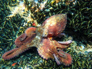 	
Octopus underwater (Octopus vulgaris Cuvier) or Common octopus is a cephalopod of Octopodidae family at sea. Red octopus underwater on rocks devouring mussels in mediterranean sea in Algeria, Sea fo