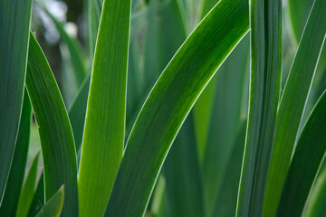 Fototapeta premium Green, sword-shaped leaves of a plant are captured in a close-up, showing their textured surfaces and natural growth.