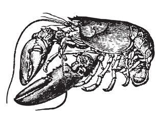 Vintage engraving of a lobster, homarus americanus