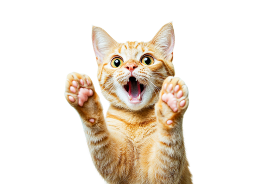 Playful ginger kitten reaching up isolated on transparent background - Powered by Adobe