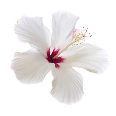 Single white hibiscus flower with red center isolated on transparent background, png