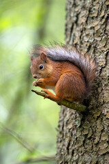Red squirrel on tree in forest