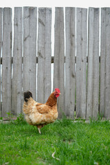 Red chicken against a wooden fence.