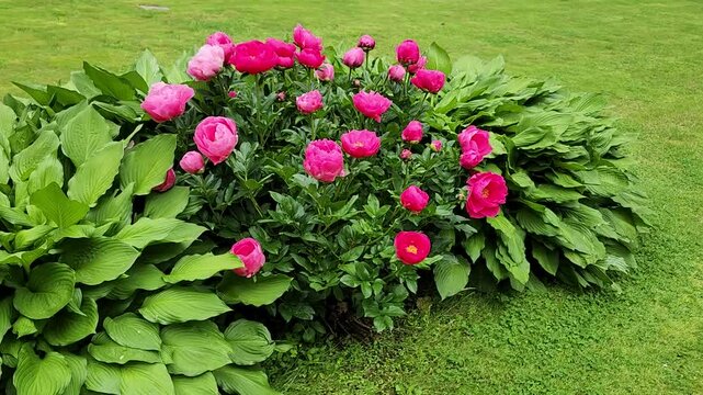 Bright pink peony flowers. MP4 video