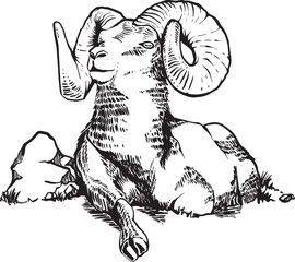 Fototapeta premium Bighorn_Sheep