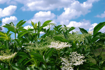 branches with black elderberry flowers against a background of blue sky and clouds