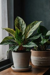  Calathea in a pot, close-up, professional photo, stock photo