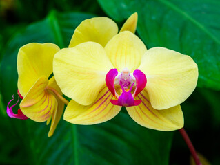 Phalaenopsis, Asymmetrical yellow orchid flower with red center in tropical greenhouse