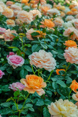 Multicolored rose in flower garden,Сolorful roses in rose garden,English roses of different colors in english garden.