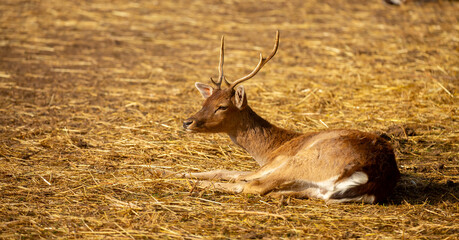 Beautiful sika deer in the autumn forest against the background of colorful foliage of trees. The...