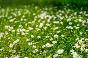 A captivating view of white daisies blooming amidst vibrant green grass, evoking a serene and cheerful ambiance perfect for showcasing the beauty of nature and outdoor tranquility