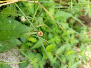 The image shows a close-up of a plant with distinct round, light brown/tan flower heads, consistent with the suggested Kyllinga brevifolia or globe flatsedge. There's also green foliage and some backg