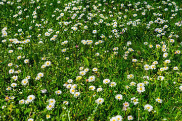 A captivating view of white daisies blooming amidst vibrant green grass, evoking a serene and cheerful ambiance perfect for showcasing the beauty of nature and outdoor tranquility