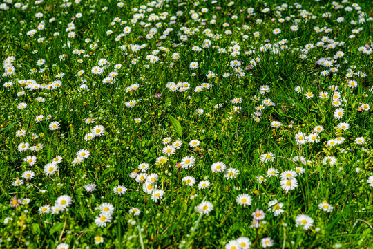 A captivating view of white daisies blooming amidst vibrant green grass, evoking a serene and cheerful ambiance perfect for showcasing the beauty of nature and outdoor tranquility