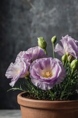 Eustoma soft purple blooming in a pot, close-up, professional photo, stock photo