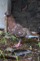 A brown pigeon with striking blue eyes stands on an earthy ground covered with bits of leaves and new grass, against a dark background.