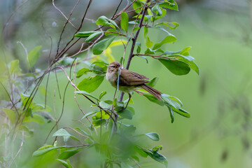 Bird with Dragonfly in Beak. A songbird holds a dragonfly in its beak and sits on a leafy branch....