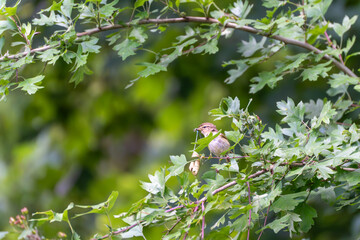 Bird with Insect on Leafy Branch. A small bird with prey in its beak sits in a dense, green, leafy branch. The prey appears to be an insect a moment of hunting success.