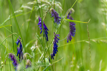 Purple Flowers in the Grass. Several purple wildflowers bloom among tall grasses in a meadow. The...