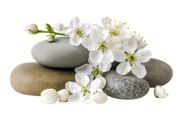 Serene spa scene with stones and blossoms