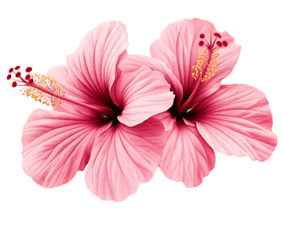 Two pink hibiscus flowers