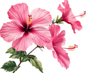 Beautiful pink hibiscus blossoms in full bloom.