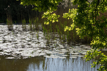 View of a section of a pond with sunlit tree leaves